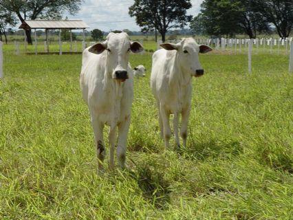 Preços da arroba do boi voltam a subir no pós-feriado; veja as cotações