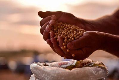 Soja sobe nos portos brasileiros, mas produtor segura vendas à espera de preços maiores