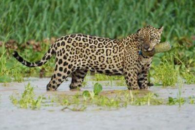 Alerta no Pantanal: onça-pintada é flagrada com garrafa plástica na boca e imagem preocupa