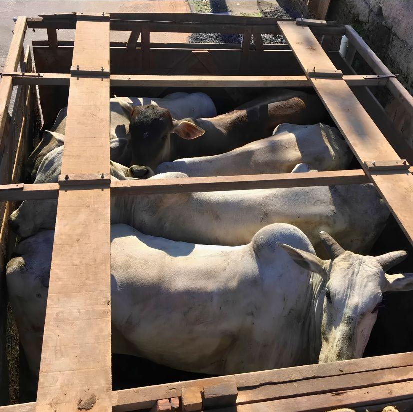 Escândalo no Araguaia: major da PM é citado em esquema suspeito de furto de gado