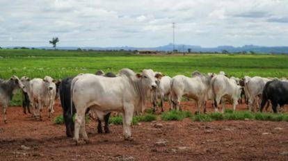 IBGE aponta queda de 1,7% no rebanho bovino em 2025 pelo 2º ano consecutivo