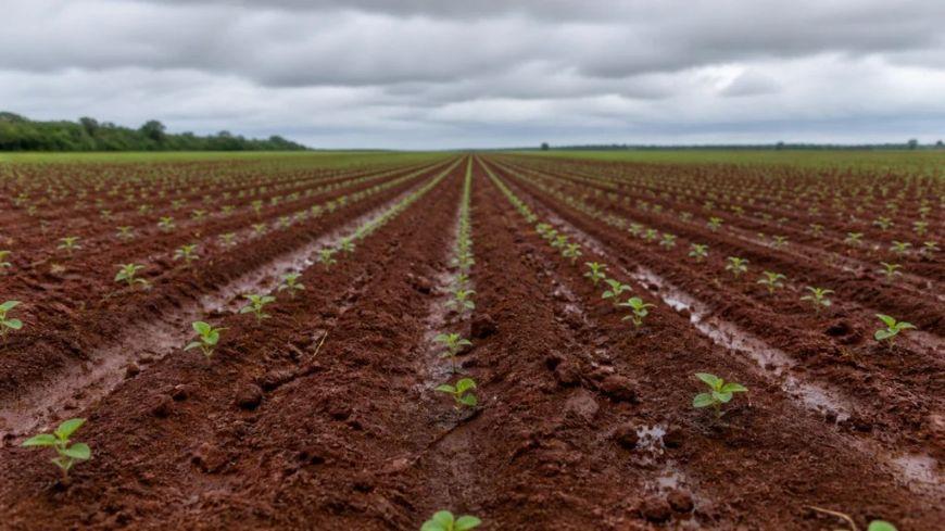 Irregularidade das chuvas limita plantio da soja em Mato Grosso